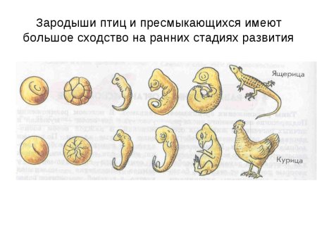 Геккель рисунки эмбрионов