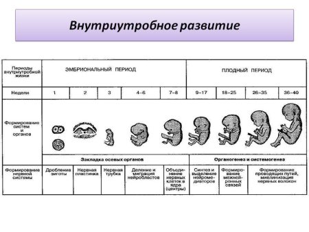 Развитие эмбриона позвоночных стадии