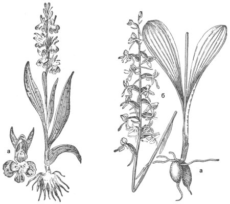 Ятрышник Кукушкины слезы