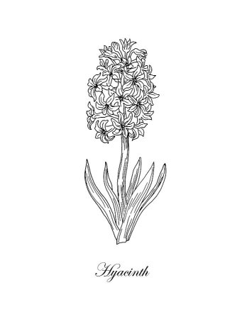 Ятрышник раскрашенный Orchis picta