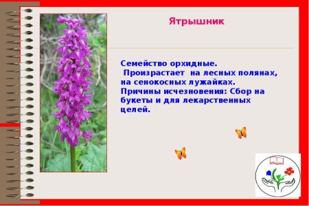 Цветок ятрышник раскраска