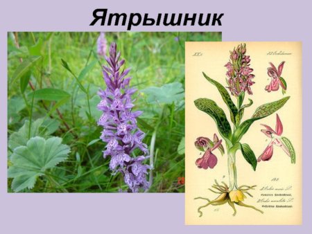 Ятрышник крапчатый рисунок