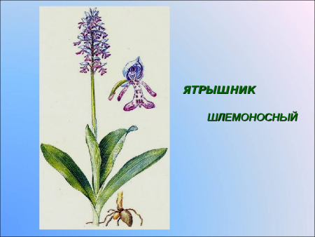 Гиацинт нарисовать