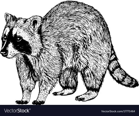 Рисунок млекопитающих животных