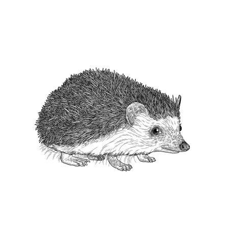 Млекопитающие рисунок для детей