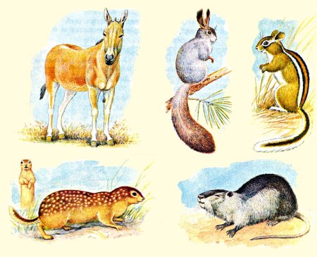 Млекопитающие для детей