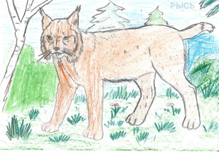 Рысь рисунок детский