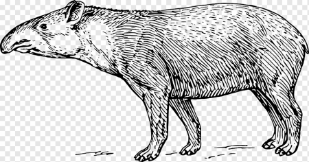 Tapirus kabomani