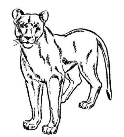 Хищные животные раскраска