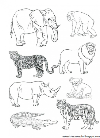 Дикие животные раскраска для детей