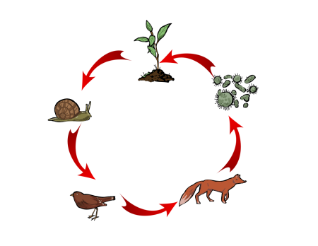Круговорот пищевой цепи
