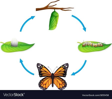Цикл жизни бабочки для детей