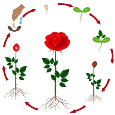 Стадии развития цветка