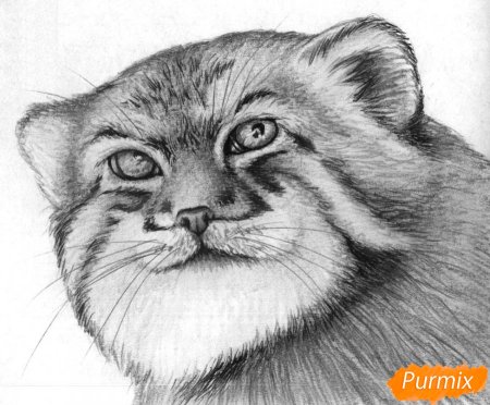 Кот Манул рисунок
