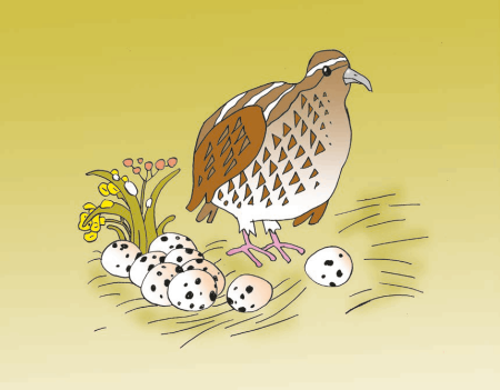 Перепелка рисунок