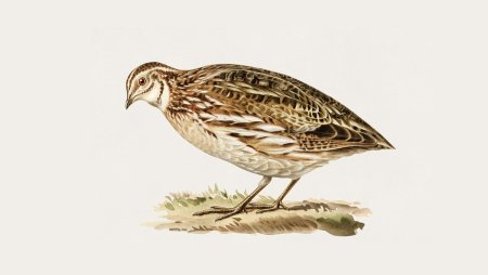 Картины Перепелка