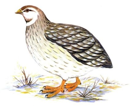 Евгений Чарушин Перепелка