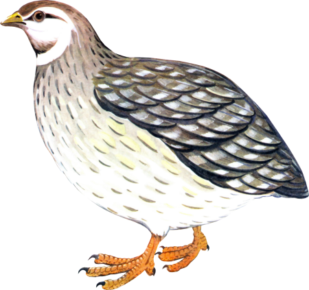 Перепелка клипарт на прозрачном фоне