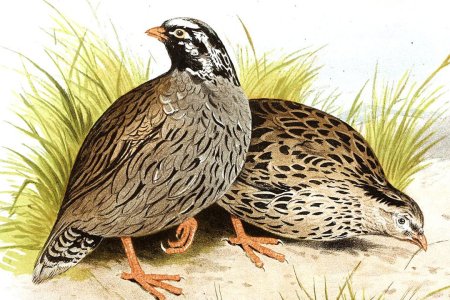 Фазаний перепел