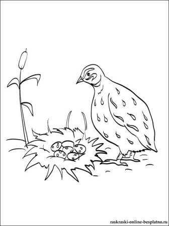 Бианки оранжевое горлышко раскраска