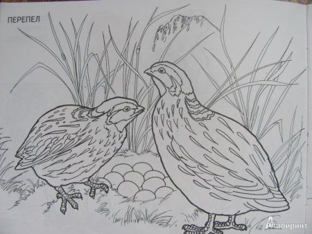 Бианки оранжевое горлышко раскраска