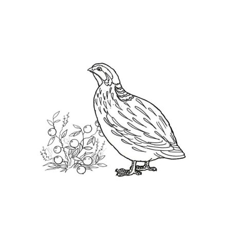 Куропатка оранжевое горлышко