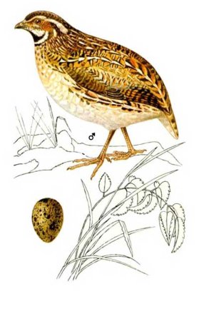 Картины Перепелка