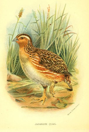 Чарушин Перепелка