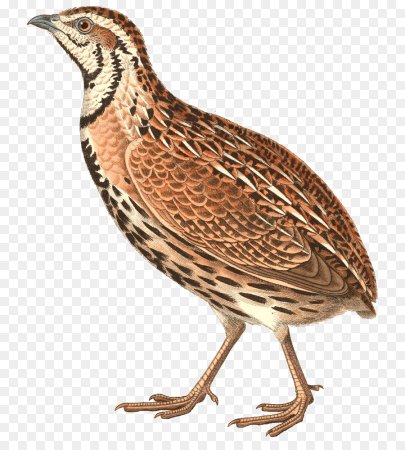Перепел без фона