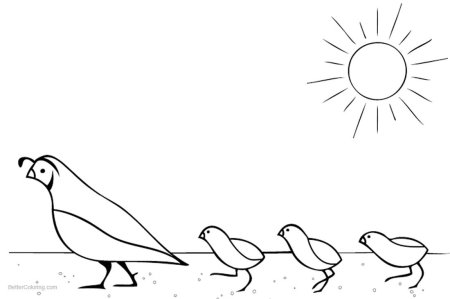 Перепелка раскраска