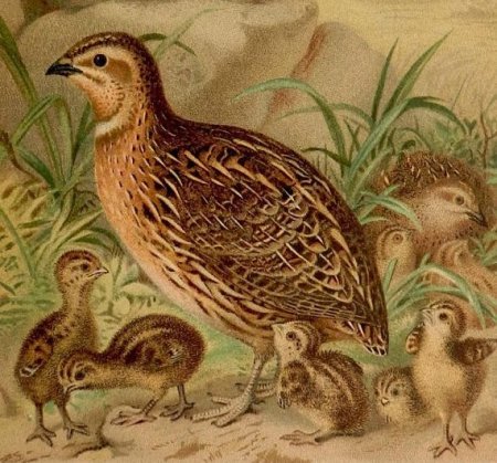 Перепелка перепеленала перепелёнка