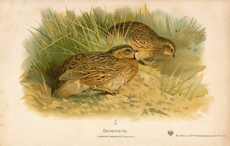 Картины Перепелка