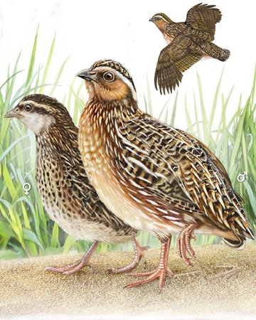 Золотая Перепелка