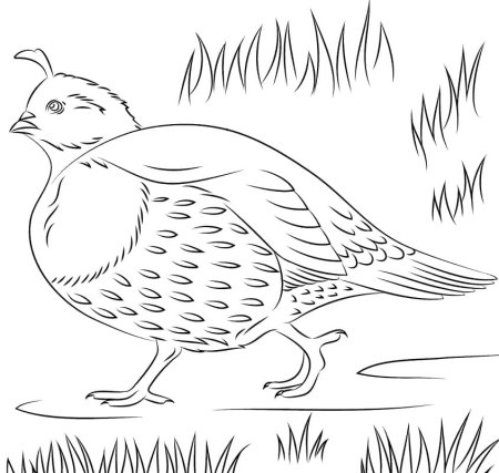 Чарушин Перепелка