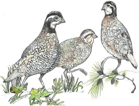 Перепелка перепеленала перепелёнка