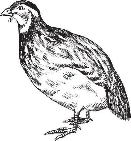 Перепела раскраска