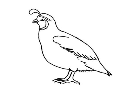 Quail раскраска