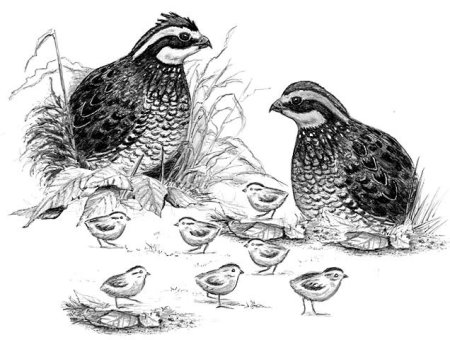 Перепел набросок