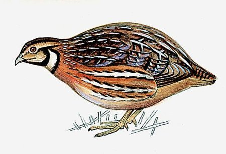 Трафарет перепелки