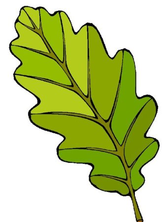 Лист дуба