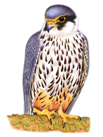 Сапсан птица