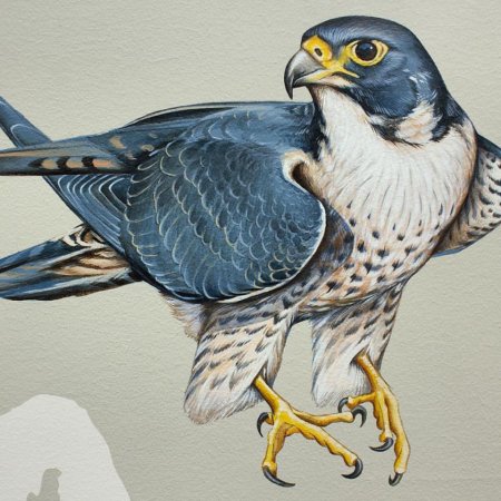 Нарисовать Сапсана птицу