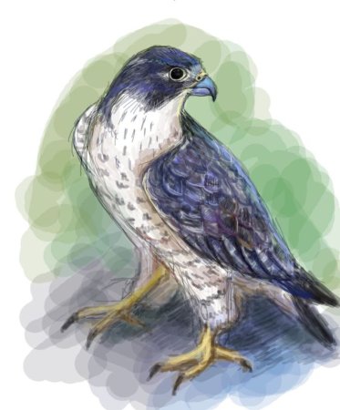 Сокол иллюстрация