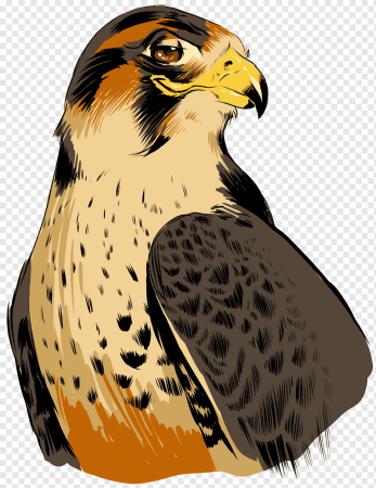 Соколы мультяшные