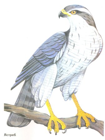 Сокол для детей