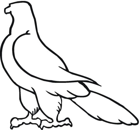 Сокол контурный рисунок