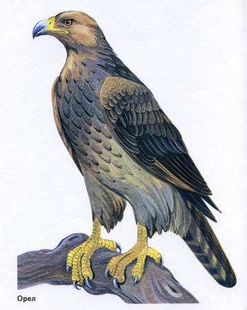 Хищные птицы для детей