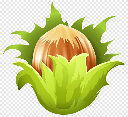 Орех Векторная Графика