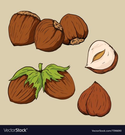 Лесной орех вектор