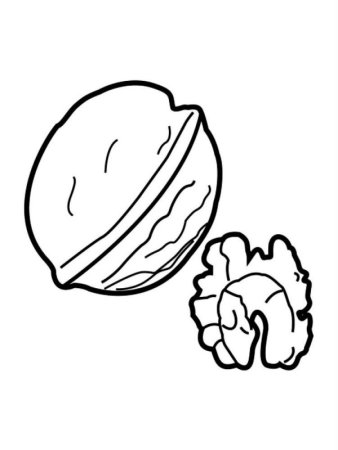 Грецкий орех рисунок